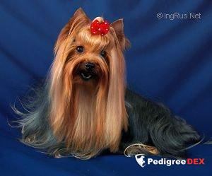 CAMPARIS Camparis Stars and Stripes — Labaza DogPedigree YorkshireTerrier